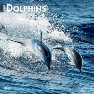 DOLPHINS 2024 SQUARE